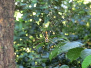 Tree spider outside the classroom